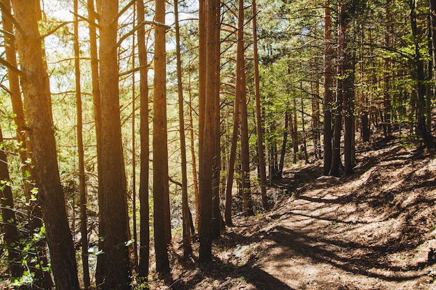 Sun shining through trees