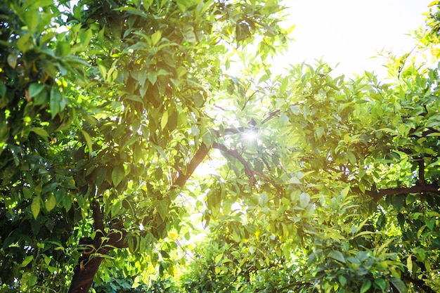 Free photo sun over tree crowns