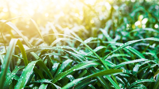 Free photo sunbeams on blades of wet grass