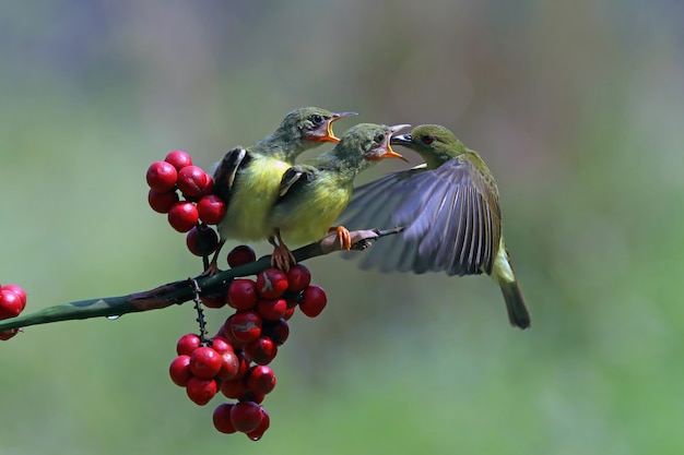 Free Photo sunbird nectarinia jugularis female feeding new born chicks on branch