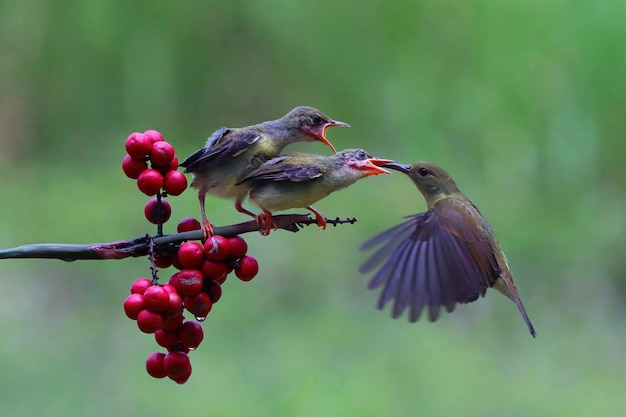 Free photo sunbird nectarinia jugularis male feeding new born chicks on branch sunbird feeding sunbird hovering