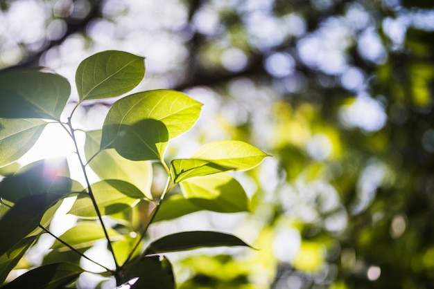 Free Photo sunflare on green leaves in nature