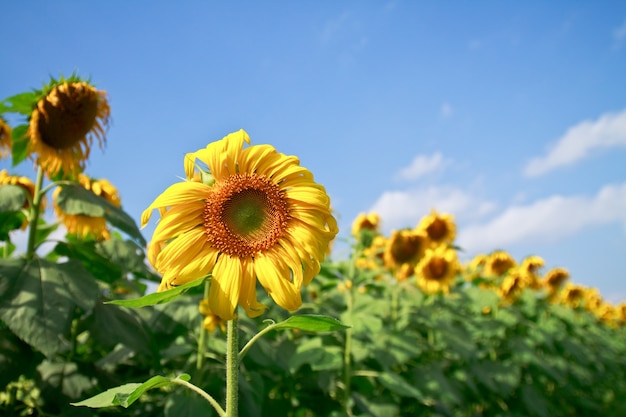 Free photo sunflower background orange sunny plant