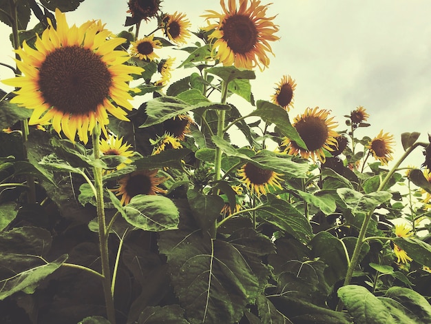 Sunflower Field Countryside Agriculture Concept