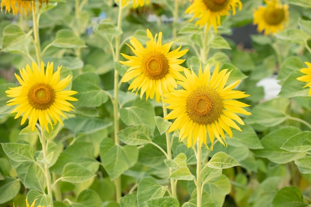 Sunflower natural background. Sunflower blooming. Plant growing up among other sunflowers.