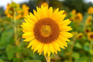 Sunflower photos