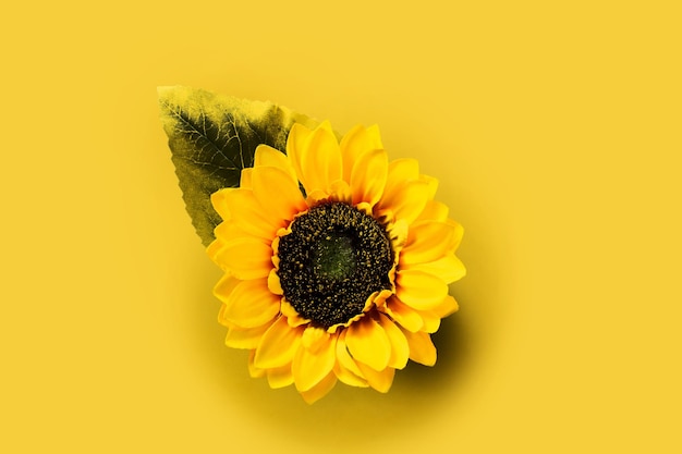 Sunflower on yellow background