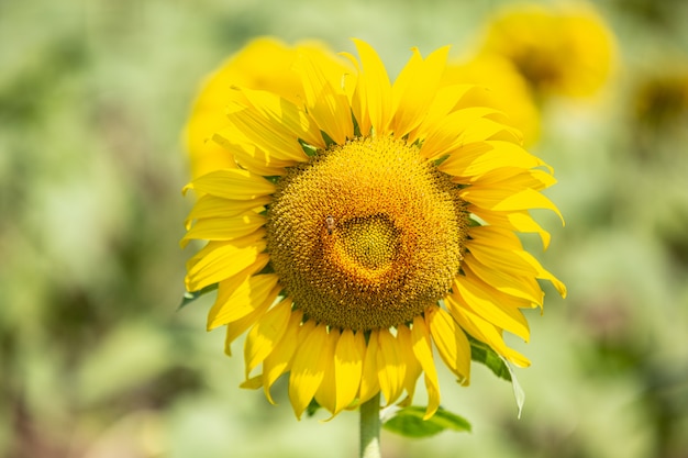 Sunflower.