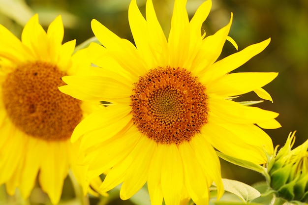 Sunflowers close-up