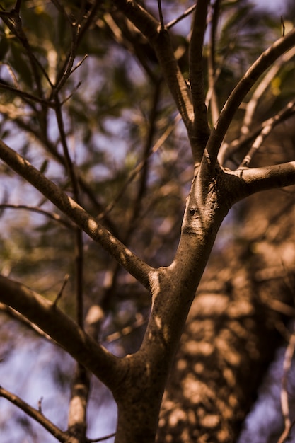 Free photo sunlight on bare tree