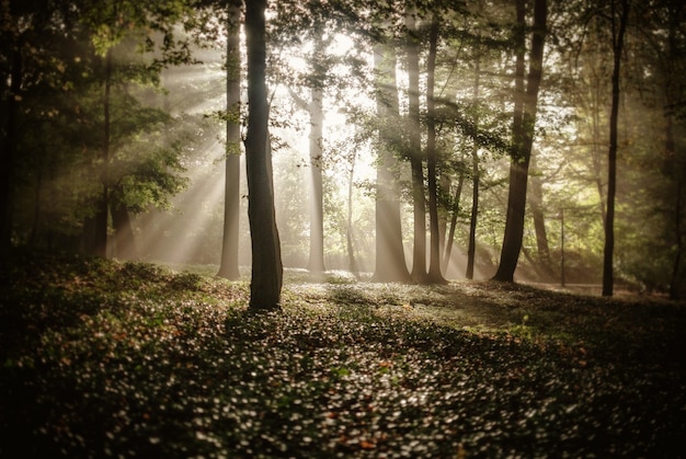 Free photo sunlight covering the trees in the forest in autumn