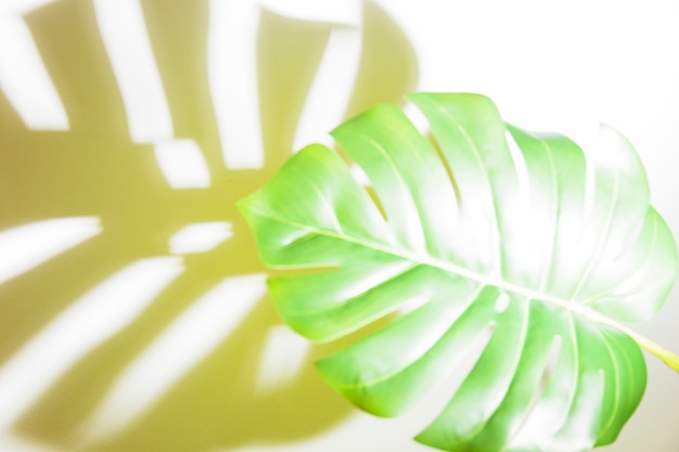 Free Photo sunlight on green monstera leaf with shadow on white backdrop