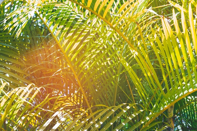 Sunlight over the green palm leaves