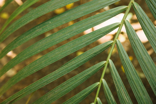 Free photo sunlight looking through palm leaf