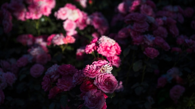 Free Photo sunlight on pink garden roses