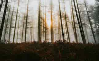 Free photo sunlight shining through the misty woods