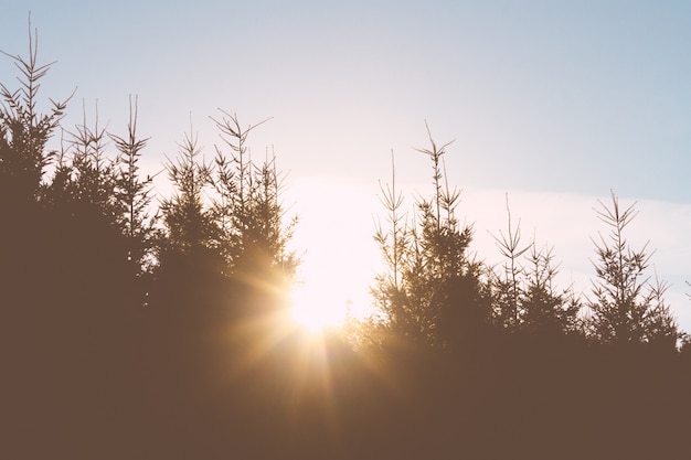 Sunlight shining through trees