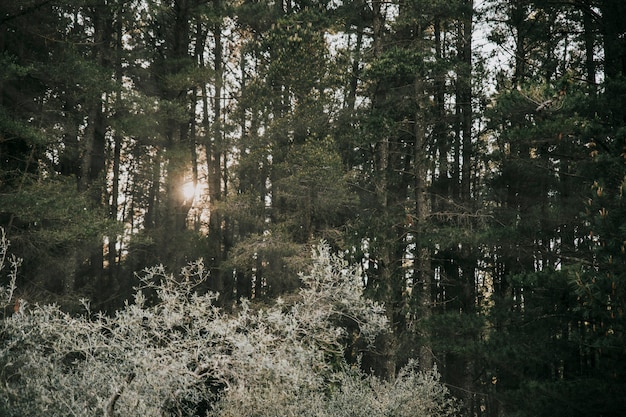 Sunlight streaming through forest