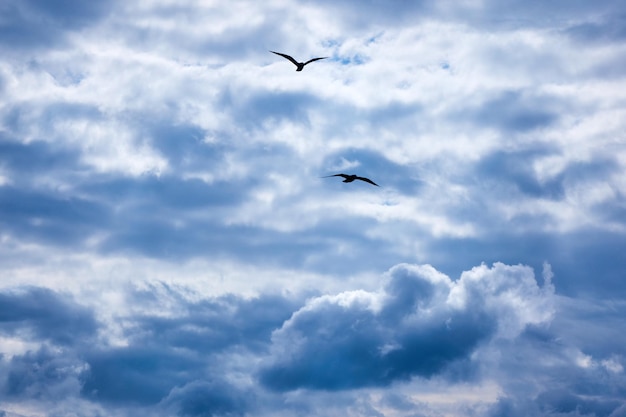 Free photo sunlight through dark clouds against blue sky two flying seagulls