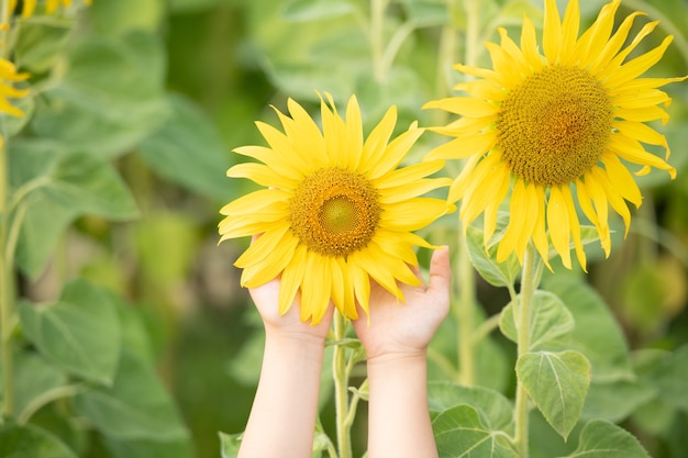 sunny beautiful picture of sunflower in female hands,plant growing up among another sunflowers.