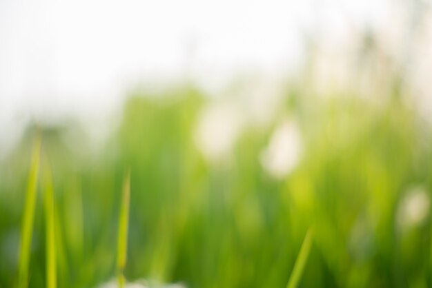 sunny bokeh garden leaf bright