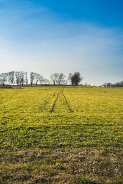 Free photo sunny day in the field