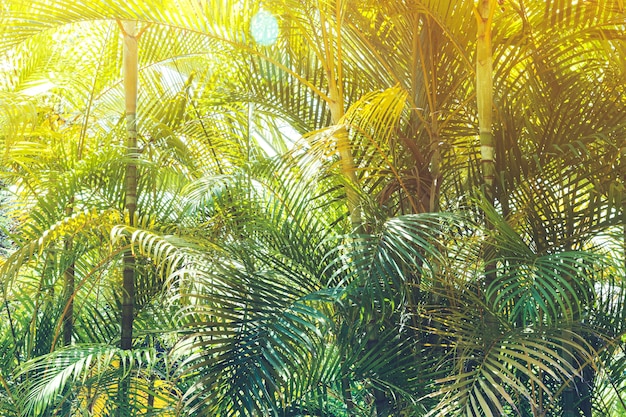 Sunny jungle