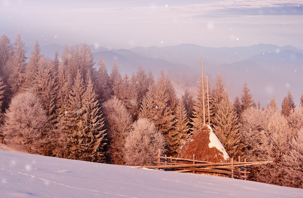 Sunny morning scene in the mountain forest. Bright winter landscape in the snowy wood