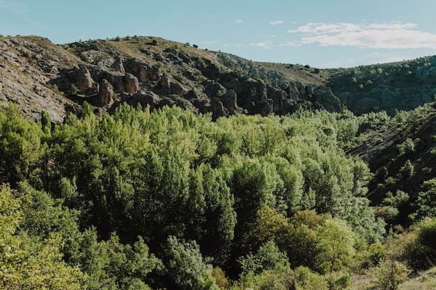 Free photo sunny rocky landscape with vegetation