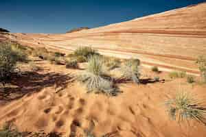 Free photo sunny scenery of the valley of fire state park in nevada, usa