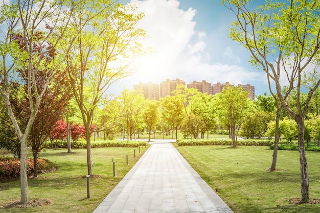 Sunrise in the beautiful park