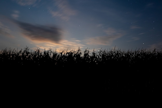 Sunset behind the cornfield. Landscape with blue sky and setting sun. Plants in silhouette. Front view.