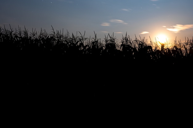 Free Photo sunset behind the cornfield. landscape with blue sky and setting sun. plants in silhouette. front view.