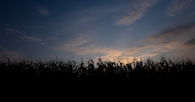 Free Photo sunset behind the cornfield landscape with blue sky and setting sun