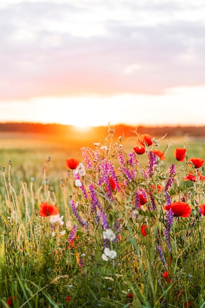 Sunset over a field of wild flowers in the summertime