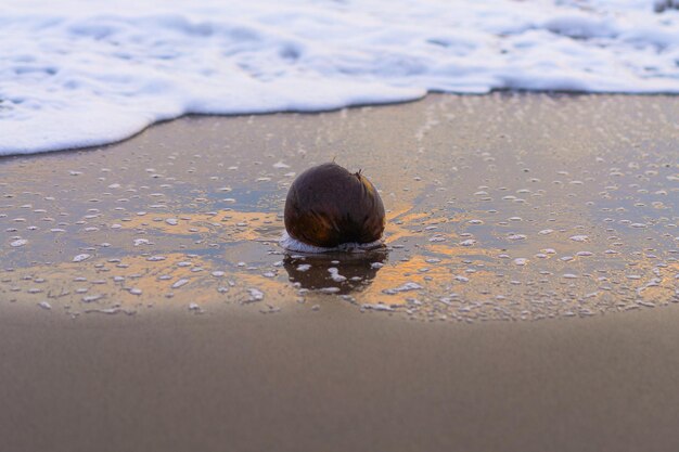 Sunset on the ocean, coconut in the waves. Natural background.