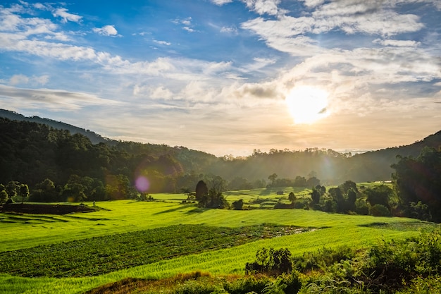 sunset in rice farm field thailand