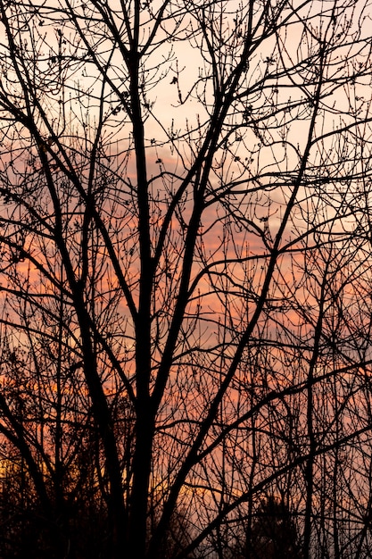 Free Photo sunset sky through empty tree