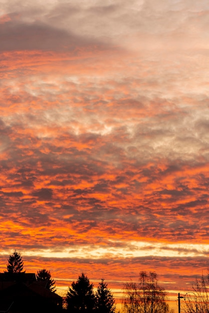 Sunset sky with trees