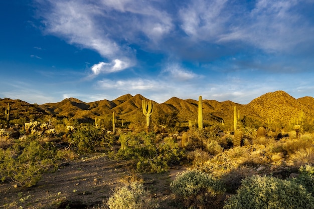 Free photo sunset on the sonoran desert