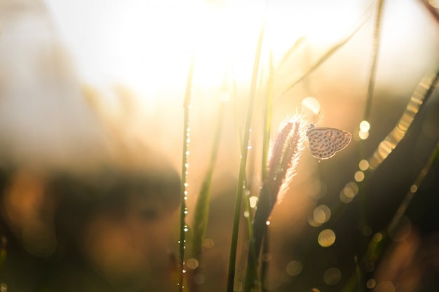 Free Photo sunset sunrise meadow evening natural beauty