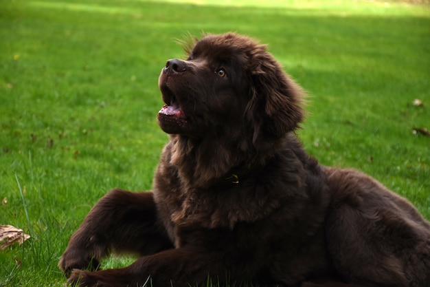 Super cute brown Newfoundland dog resting in green grass