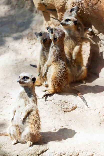 Suricates standing on stones