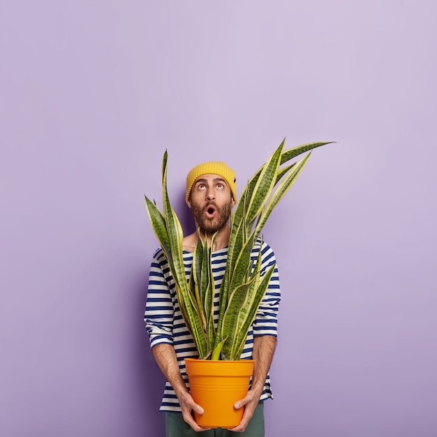 Free photo surprised unshaven man florist wears yellow hat and striped sailor jumper, focused upwards with unexpected gaze, holds pot with green sansevieria plant