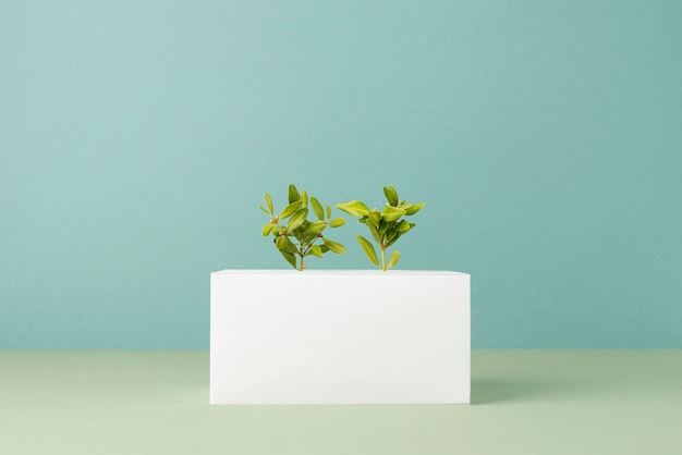 Sustainability concept with blank geometric forms and growing plant