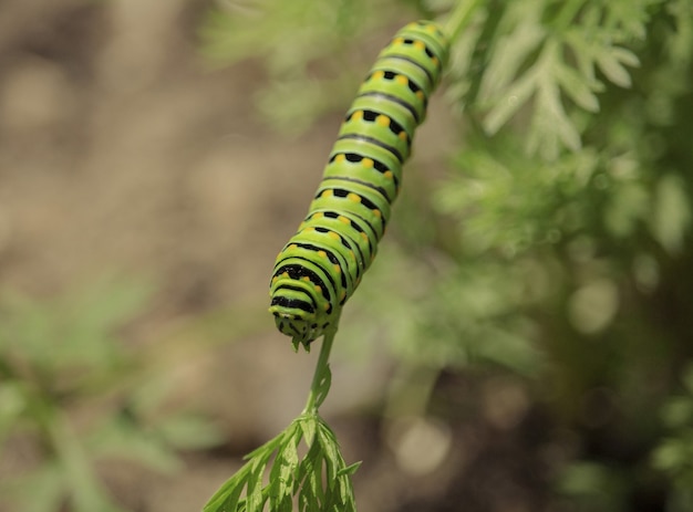 Free photo swallowtail caterpillar