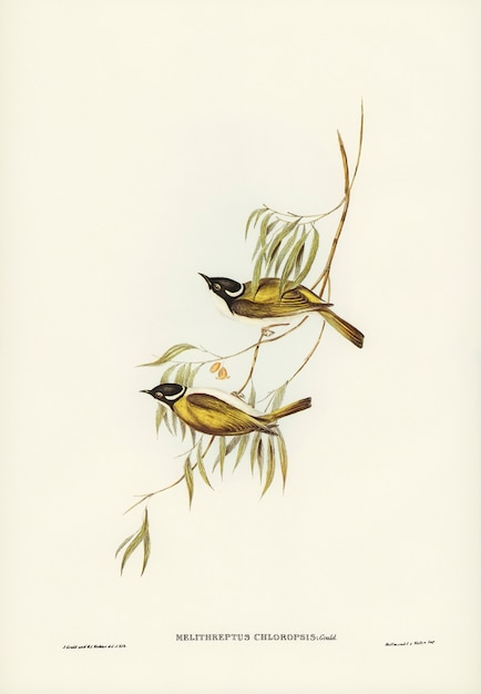 Swan River Honey-eater (Melithreptus chloropsis) illustrated by Elizabeth Gould 