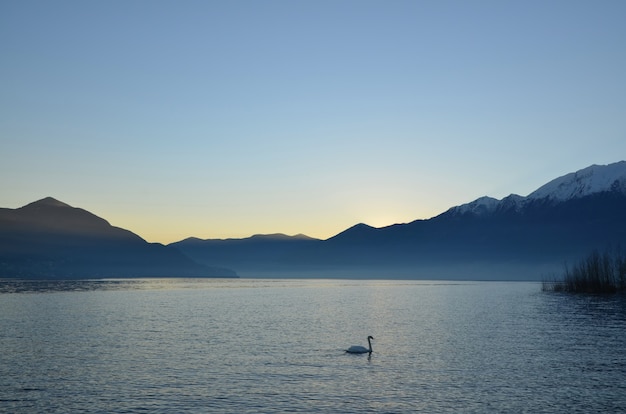 Free photo swan swimming in alpine lake maggiore with mountains at dusk in ticino, switzerland