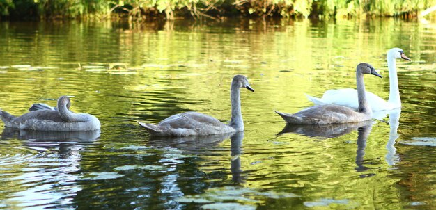 Swans family