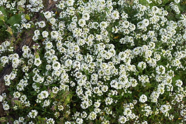 Free Photo sweet alyssum lobularia maritima , malta, mediterranean